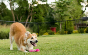 Dog Friendly Parks in Dubai