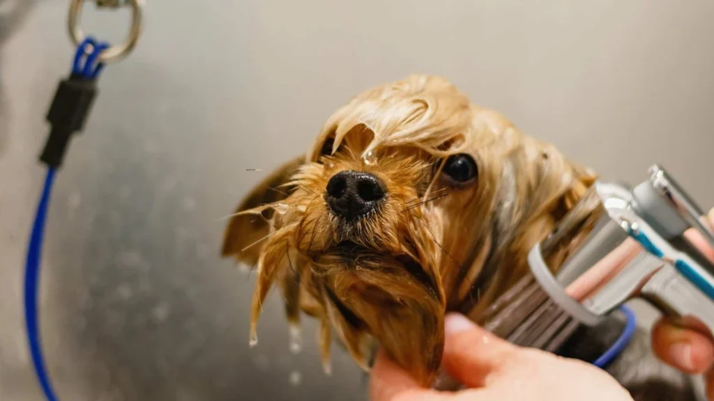 Best Pet Grooming Centers in Dubai