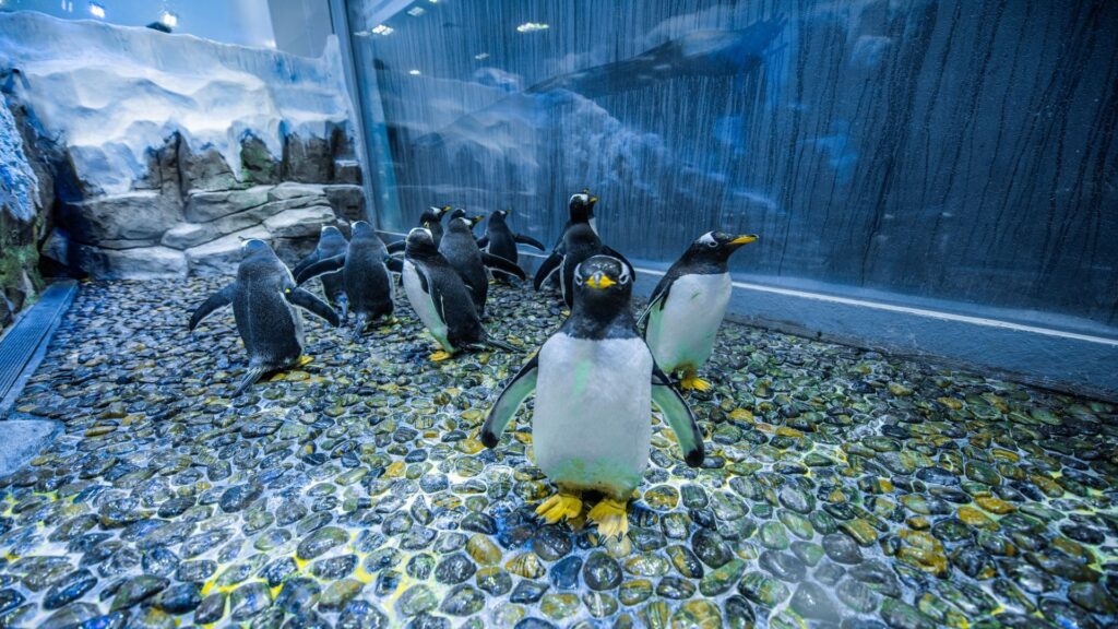 Dubai Underwater Zoo