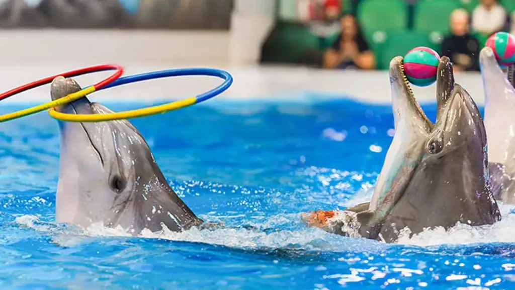 Dubai Dolphinarium