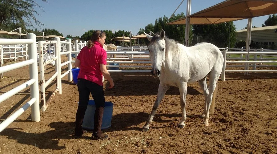 Al Jiyad Stables