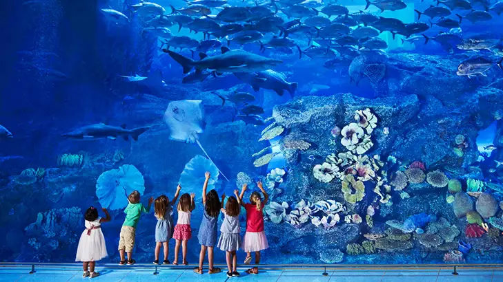 Say Hello to Sharks at the Dubai Aquarium