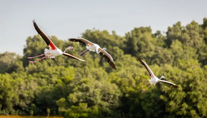 Ras Al Khor Wildlife Sanctuary