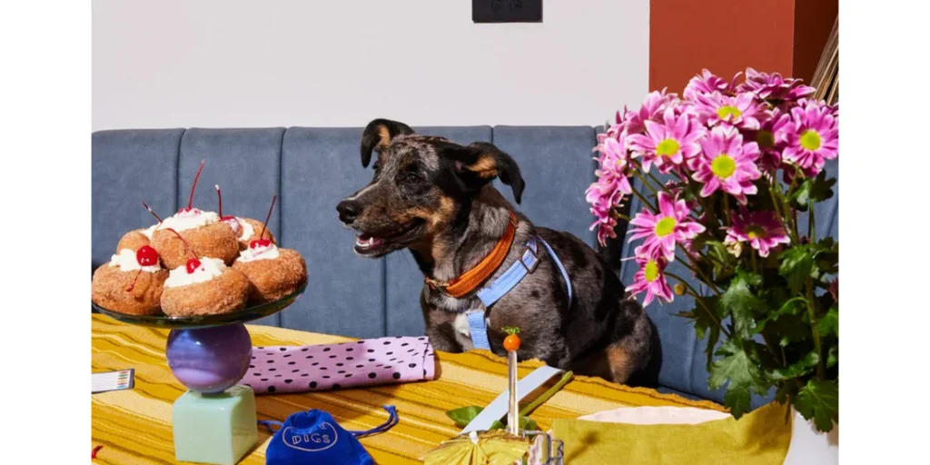 Top 5 Dog Friendly Restaurants in Dubai Where You and Your Pup Can Dine Together