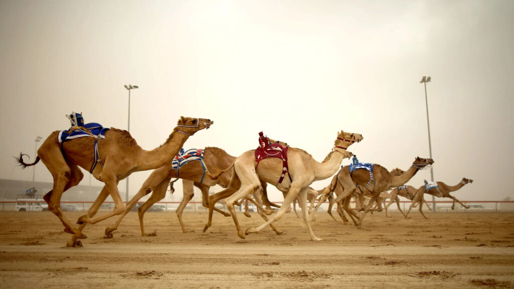 Dubai Camel Race Track