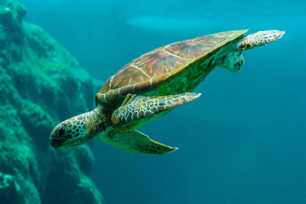 Dubai Turtle Rehabilitation Project
