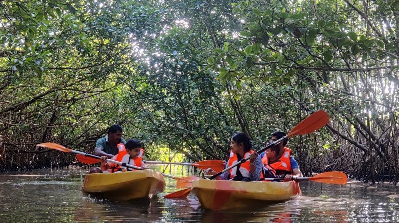 Mangrove Kayaking